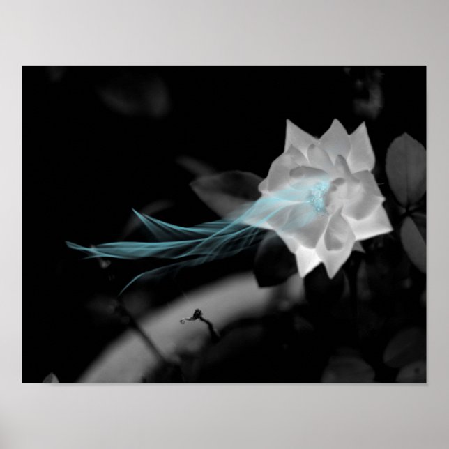 To Heal a Broken Heart - Pretty White Rose Photo Poster (Front)