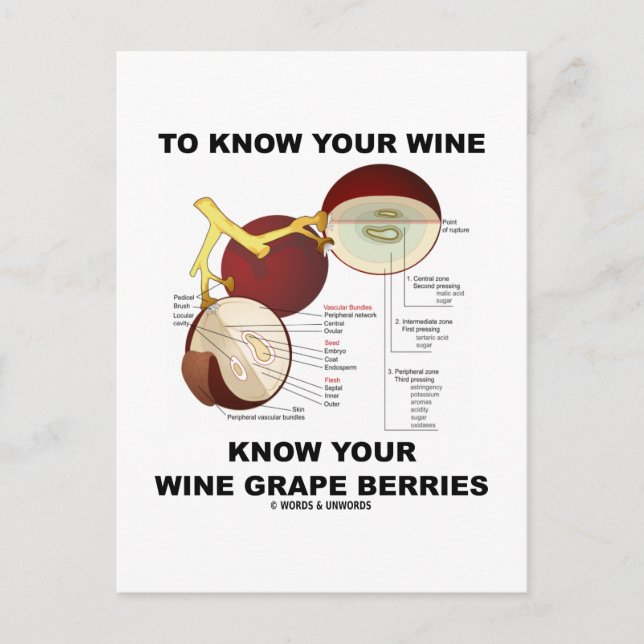 To Know Your Wine Know Your Wine Grape Berries Postcard (Front)