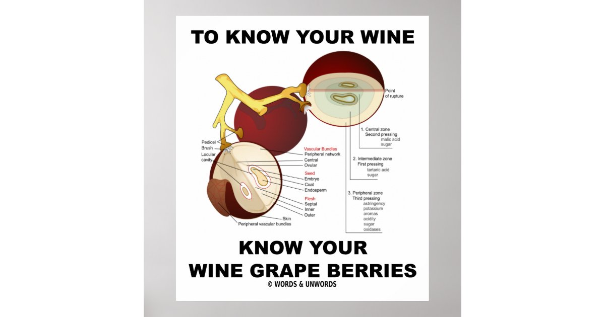 To Know Your Wine Know Your Wine Grape Berries Poster Zazzle