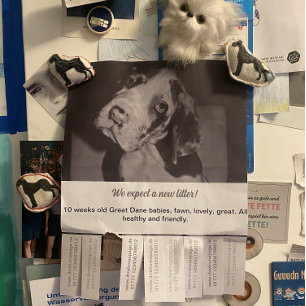 To sell Black White Puppies Flyer