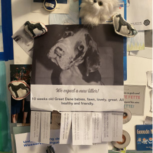 To sell Dane Puppies Flyer