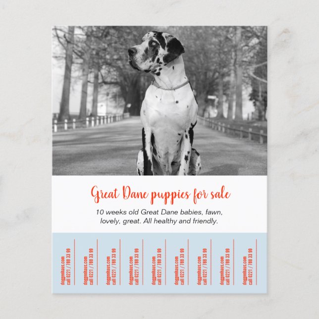 To sell Dane Puppies Flyer (Front)