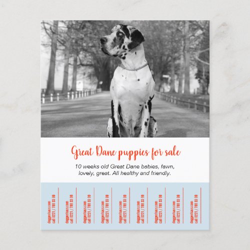 To sell Dane Puppies Flyer