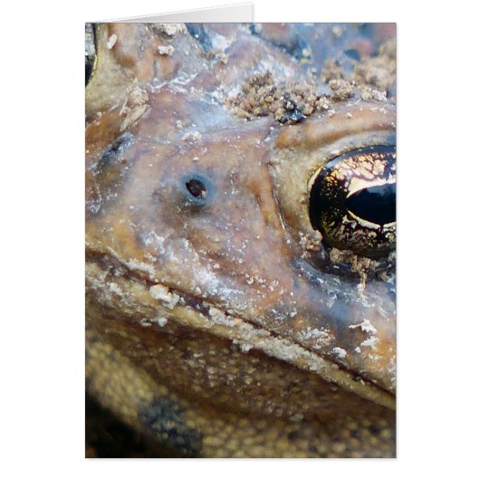 Toad face (Front)