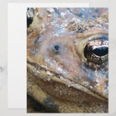 Toad face (Front/Back)