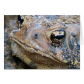 Toad face (Front Horizontal)