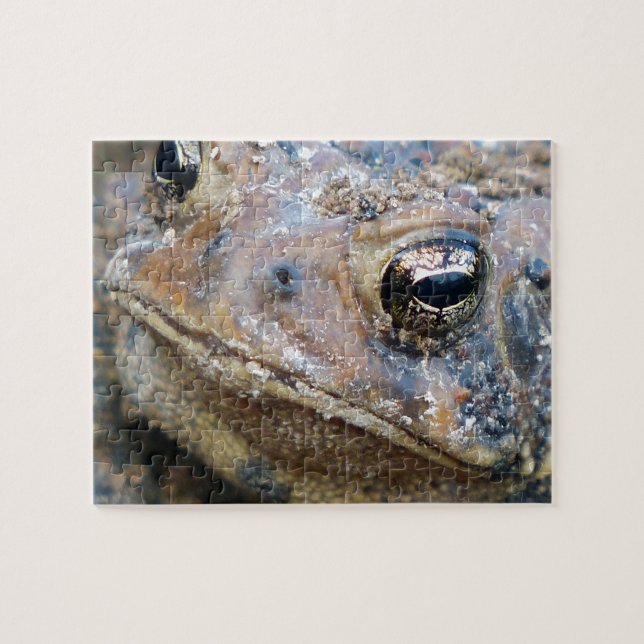 Toad face jigsaw puzzle (Horizontal)
