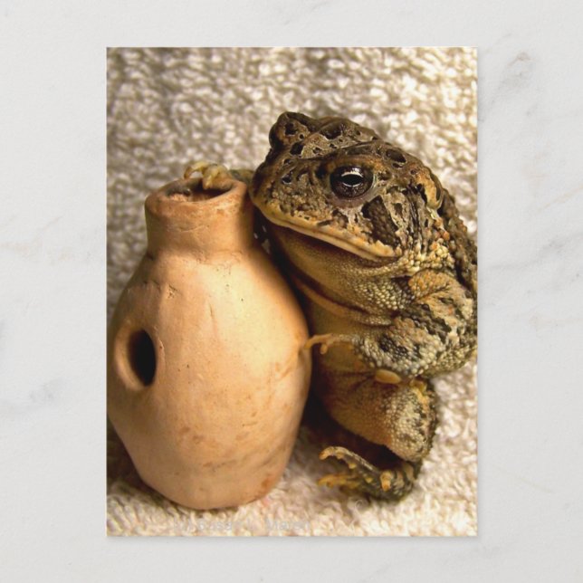 Toad frog holding miniature udu photograph postcard (Front)