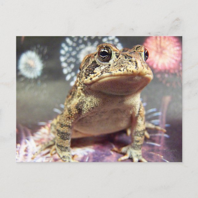 Toad frog standing up against firework background postcard (Front)
