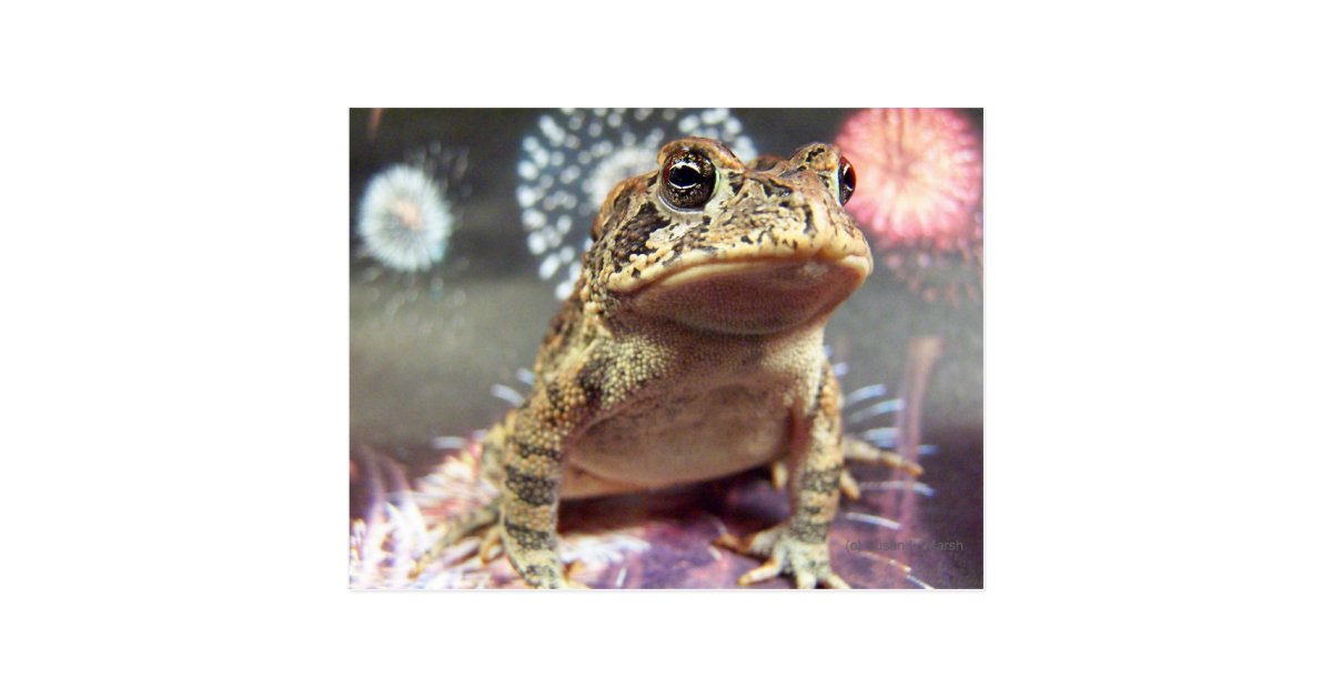 Toad Frog Standing Up Against Firework Background Postcard