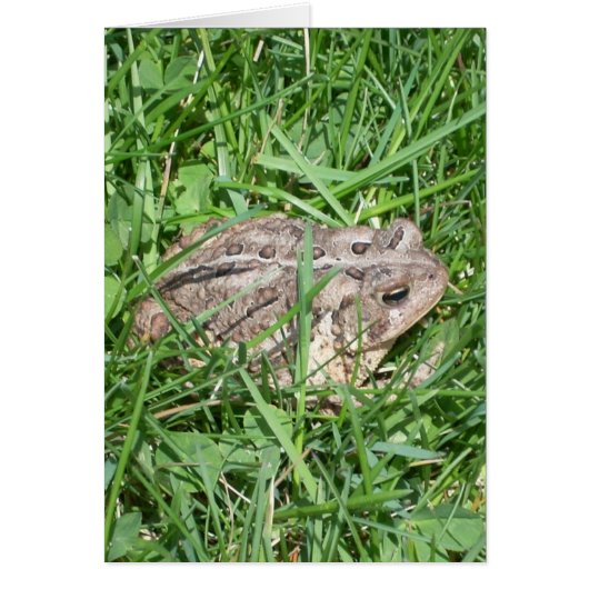 Toad in the Grass Cards (Front)