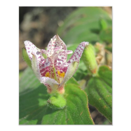 Toad Lily 11x14 Photo Print