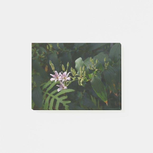 Toad Lily In The Spotlight. Post-it Notes (Front)