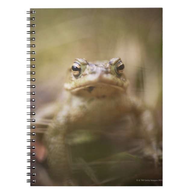 Toad of the Day Notebook (Front)