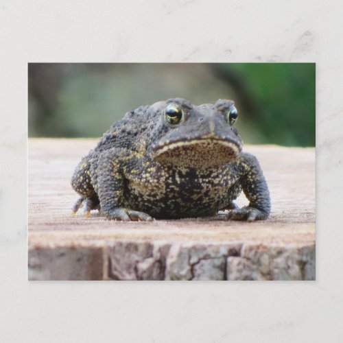 Toad on a Tree Stump Postcard