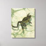 Toad Swinning in the Water Canvas Print
