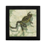 Toad Swinning in the Water Gift Box