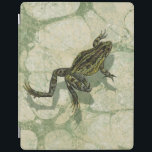 Toad Swinning in the Water iPad Smart Cover<br><div class="desc">Vision Studio is using the giclée (French for “to spray”) technique in this art piece. It makes it unique and the different shades of green emphasize the peacefulness on this image. Choose this piece of artwork for your next Zazzle product.</div>