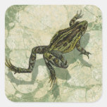 Toad Swinning in the Water Square Sticker