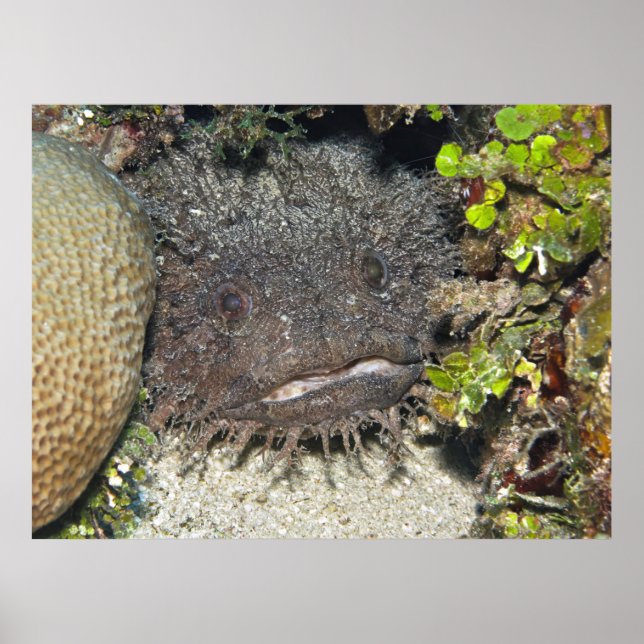Toadfish Peeking Poster (Front)