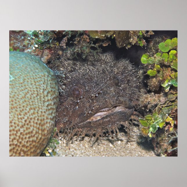 Toadfish with Shrimp on its Face Poster (Front)
