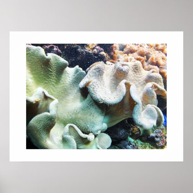 Toadstool leather coral poster (Front)
