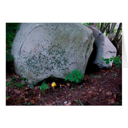Toadstool Mimics Boulder (Front Horizontal)