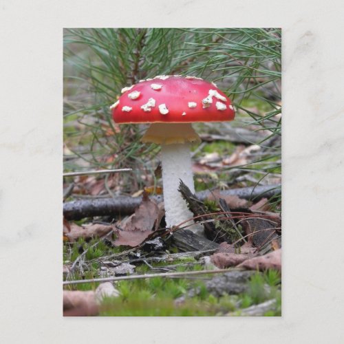 Toadstool Mushroom Postcard