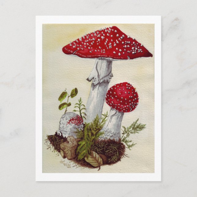 Toadstool Postcard (Front)