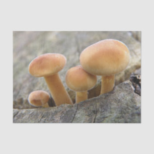 Toadstools on a Tree Trunk Tissue Paper