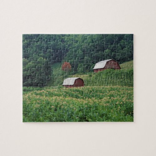 Tobacco crop and pair of red tobacco barns near jigsaw puzzle