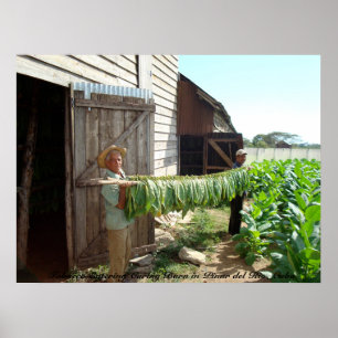 Tobacco Entering Curing Barn Pinar del Rio Cuba Poster