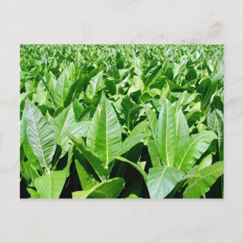 Tobacco Field Postcard by gavila_pt at Zazzle