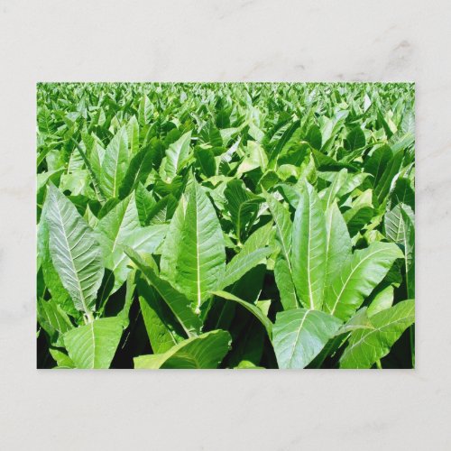 Tobacco field postcard