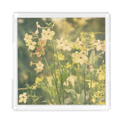 Tobacco flowers blooming in a shady garden acrylic tray