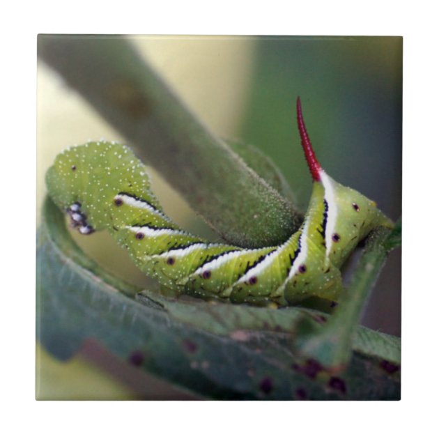 download tobacco hornworm caterpillar