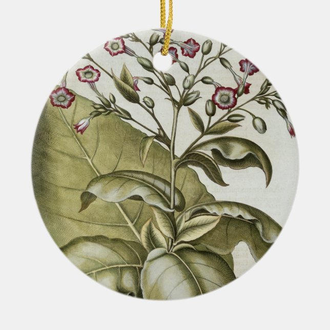 Tobacco plant, from the 'Hortus Eystettensis' by B Ceramic Ornament (Front)