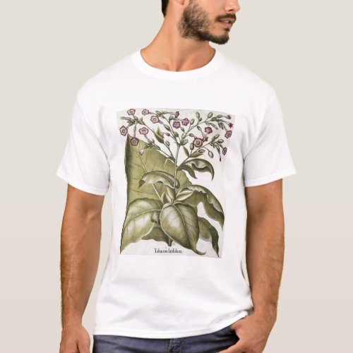 Tobacco plant from the Hortus Eystettensis by B T_Shirt