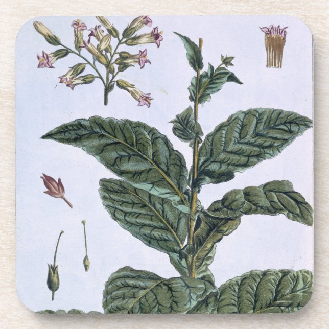 Tobacco plant, plate 7, from 'Collection Precieuse Coaster (Front)