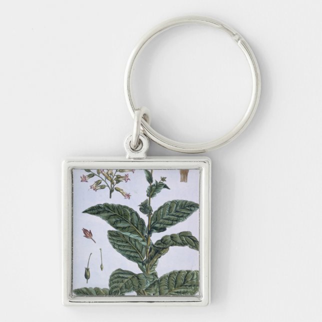 Tobacco plant, plate 7, from 'Collection Precieuse Keychain (Front)