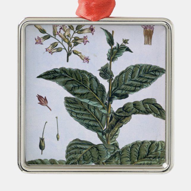 Tobacco plant, plate 7, from 'Collection Precieuse Metal Ornament (Front)