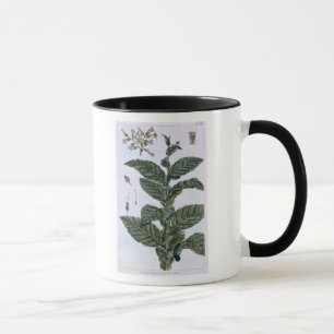 Tobacco plant, plate 7, from 'Collection Precieuse Mug