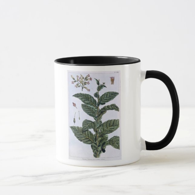 Tobacco plant, plate 7, from 'Collection Precieuse Mug (Right)
