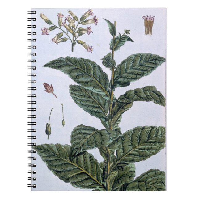Tobacco plant, plate 7, from 'Collection Precieuse Notebook (Front)