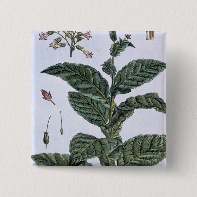 Tobacco plant, plate 7, from 'Collection Precieuse Pinback Button (Front)