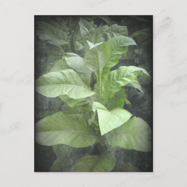Tobacco Plant Postcard (Front)