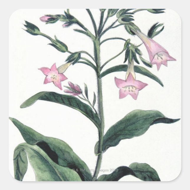 Tobacco Square Sticker (Front)