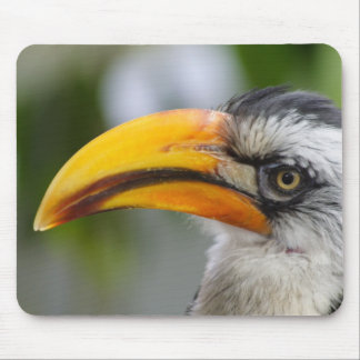 Tockus leucomelas mouse pad