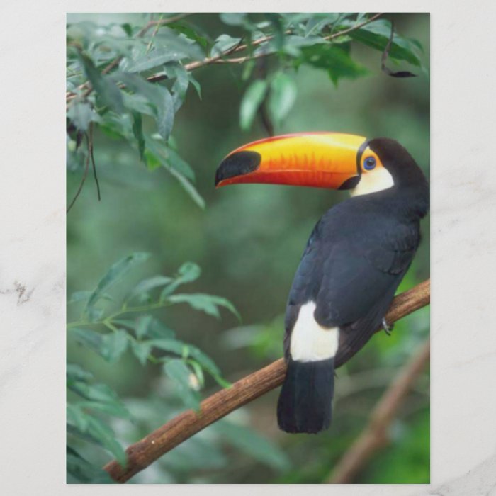 TOCO TOUCAN PHOTO FULL COLOR FLYER DESIGN