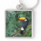 TOCO TOUCAN PHOTO FULL COLOR